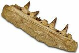 Fossil Mosasaur (Hainosaurus) Jaw Section with Teeth - Morocco #353158-1
